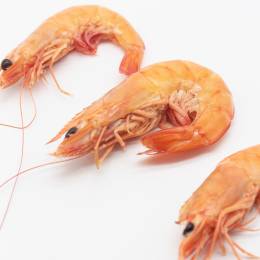 Langostino