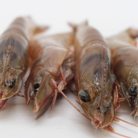 Langostino