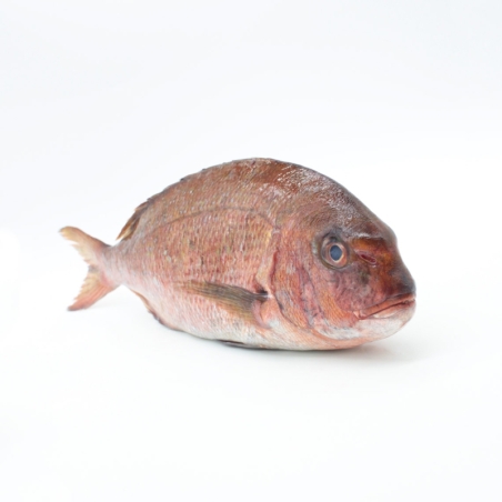 Pargo