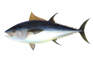 pescado azul